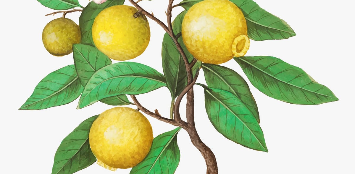 1000$ de citron, le post-fascisme et des cheveux Post feature image