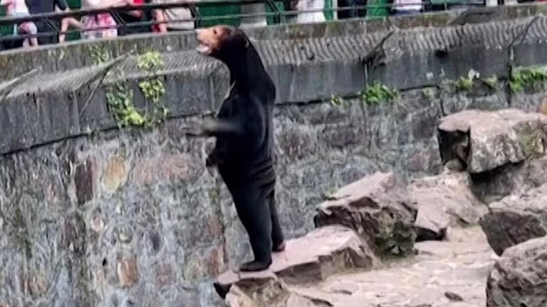 Comment devenir un expert, la montréalisation de Québec et un ours anthropomorphe