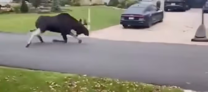 Le roi de Tayos en prison, le salaire de Mike Ward et un orignal dans les rues de Blainville Image principale
