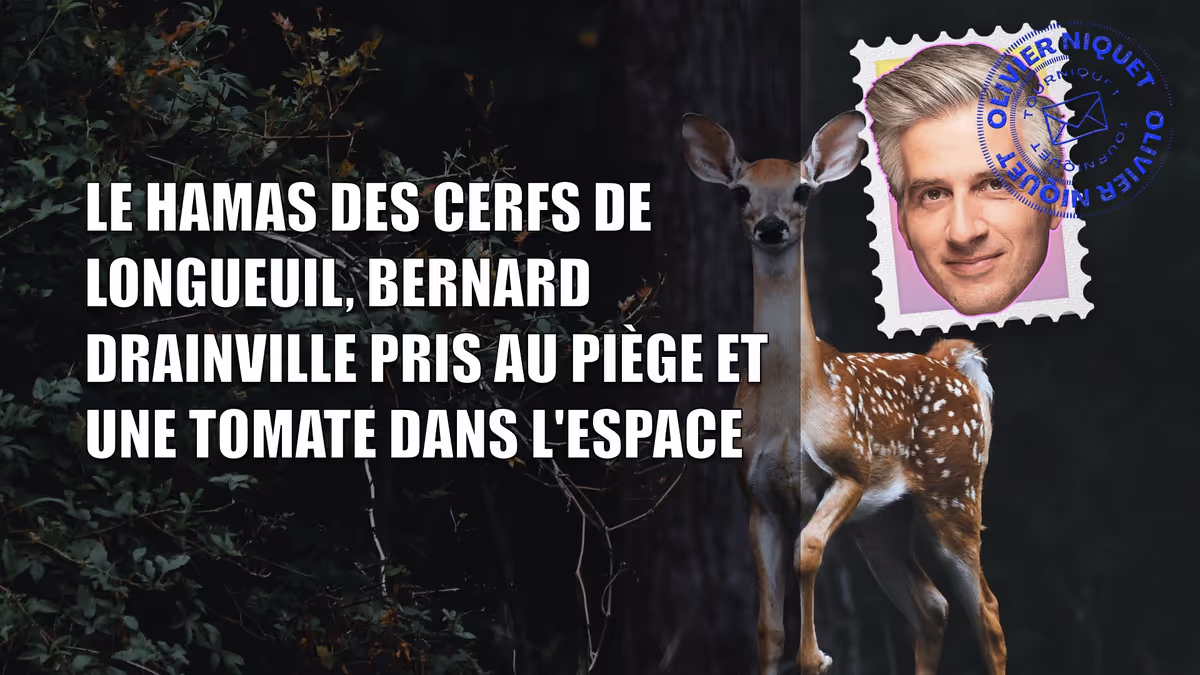 Le Hamas des cerfs de Longueuil, Bernard Drainville pris au piège et une tomate dans l'espace Image principale