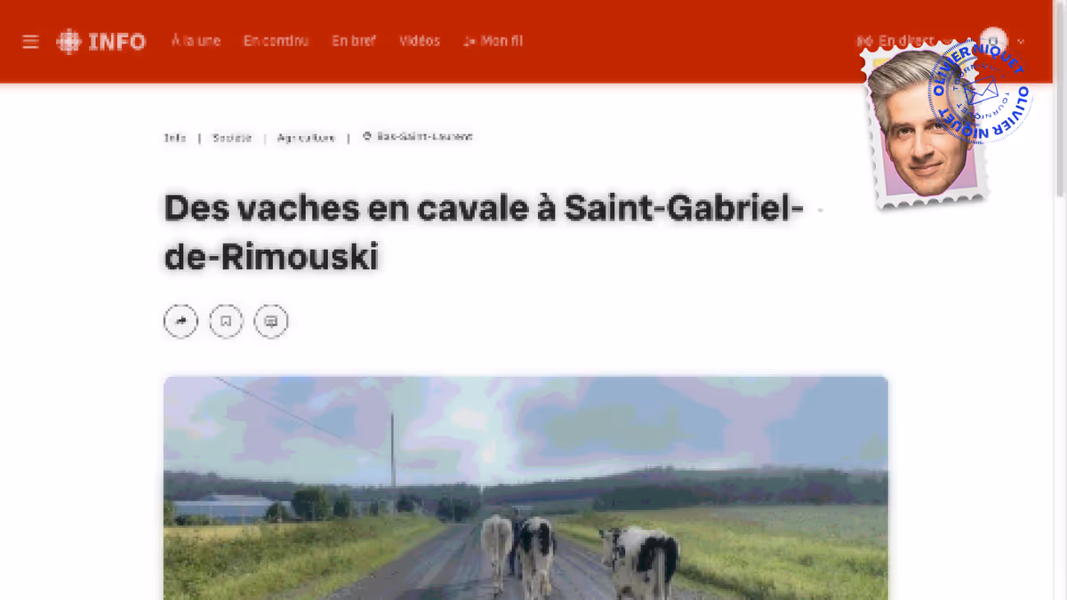 Vaches en cavale dans le Bas-du-Fleuve Image principale