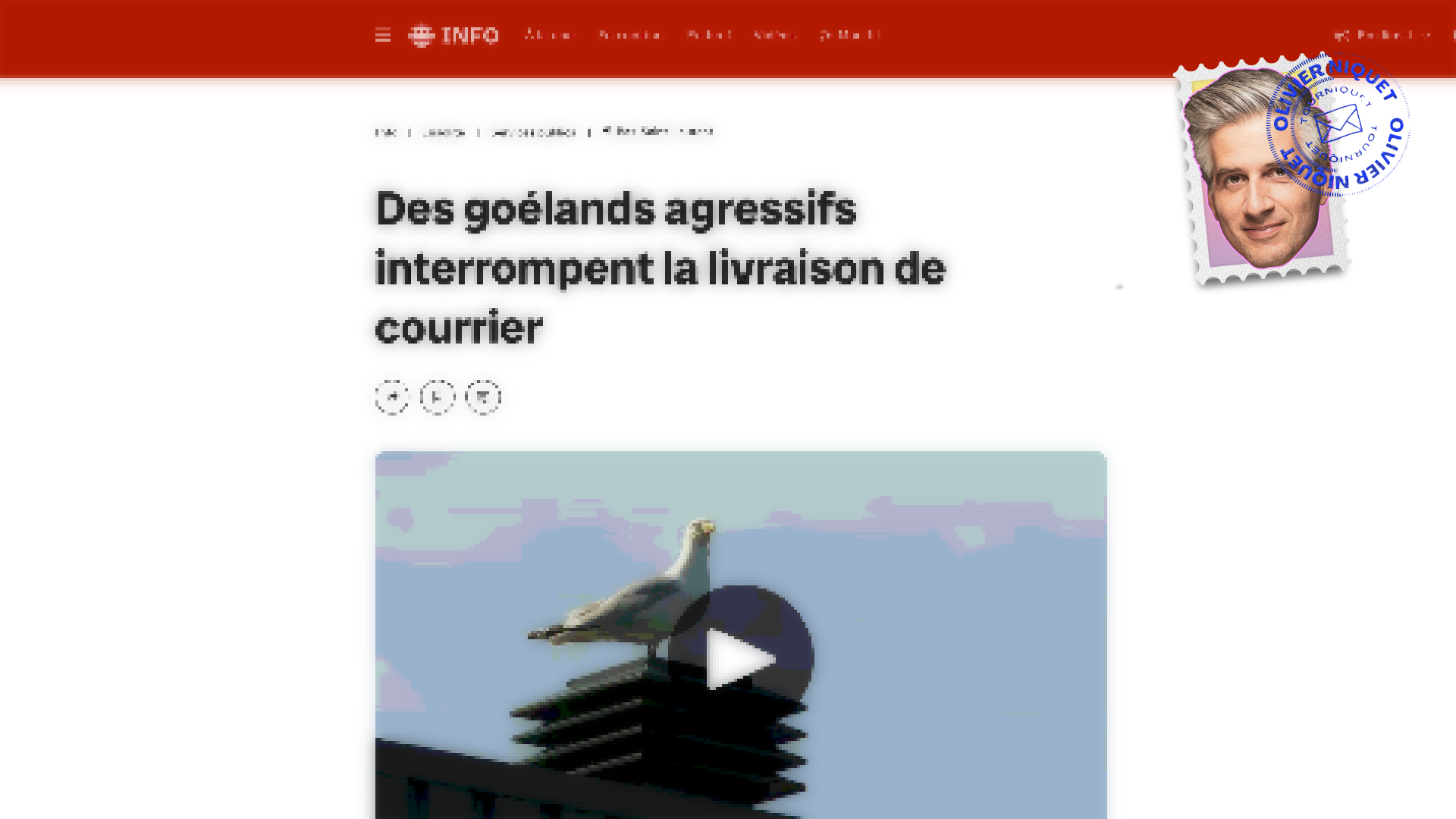 Des goélands agressifs attaquent les facteurs à Rimouski Post feature image