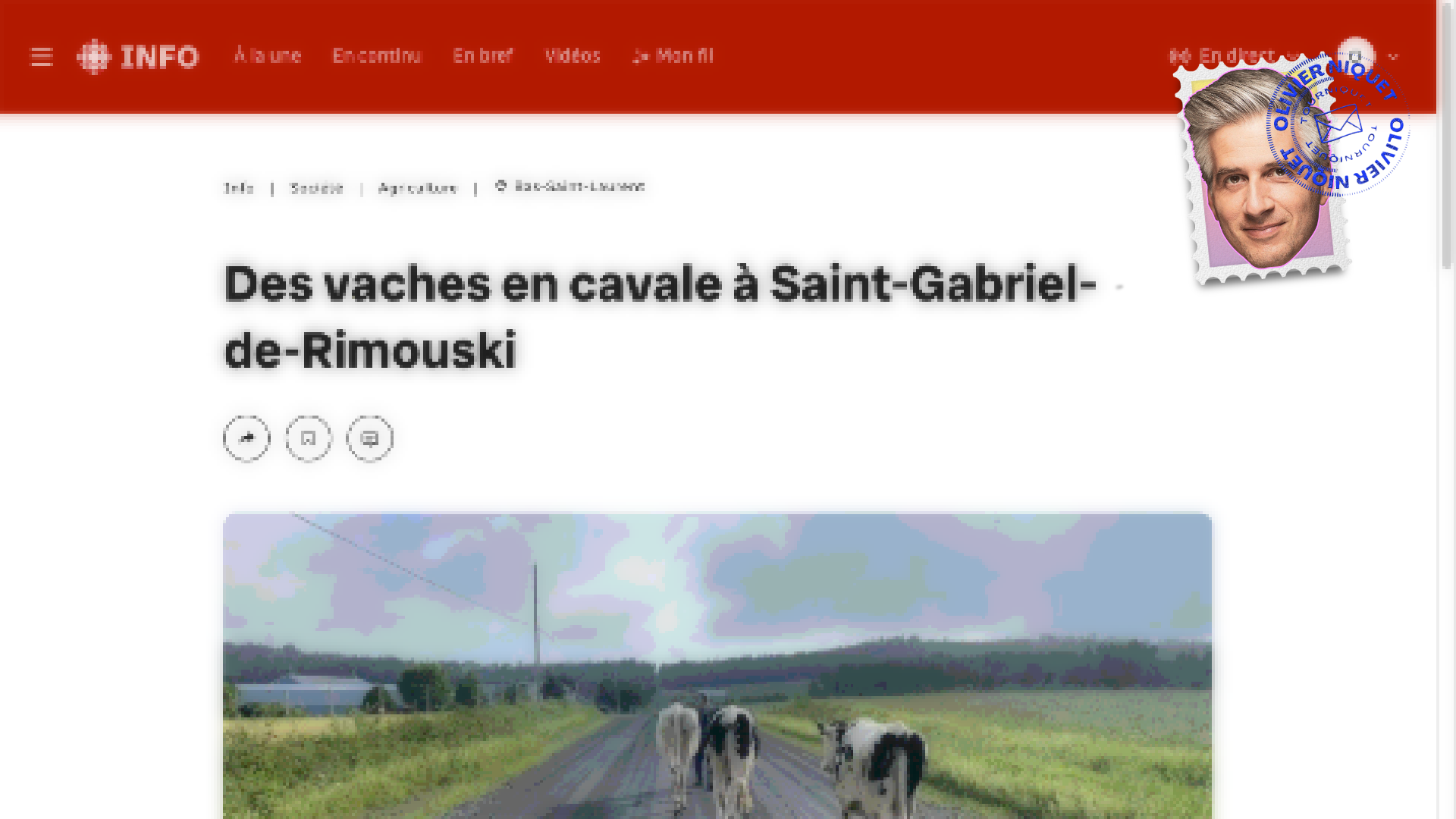 Vaches en cavale dans le Bas-du-Fleuve Post feature image