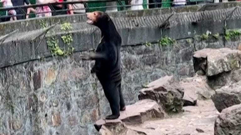 Comment devenir un expert, la montréalisation de Québec et un ours anthropomorphe Post image